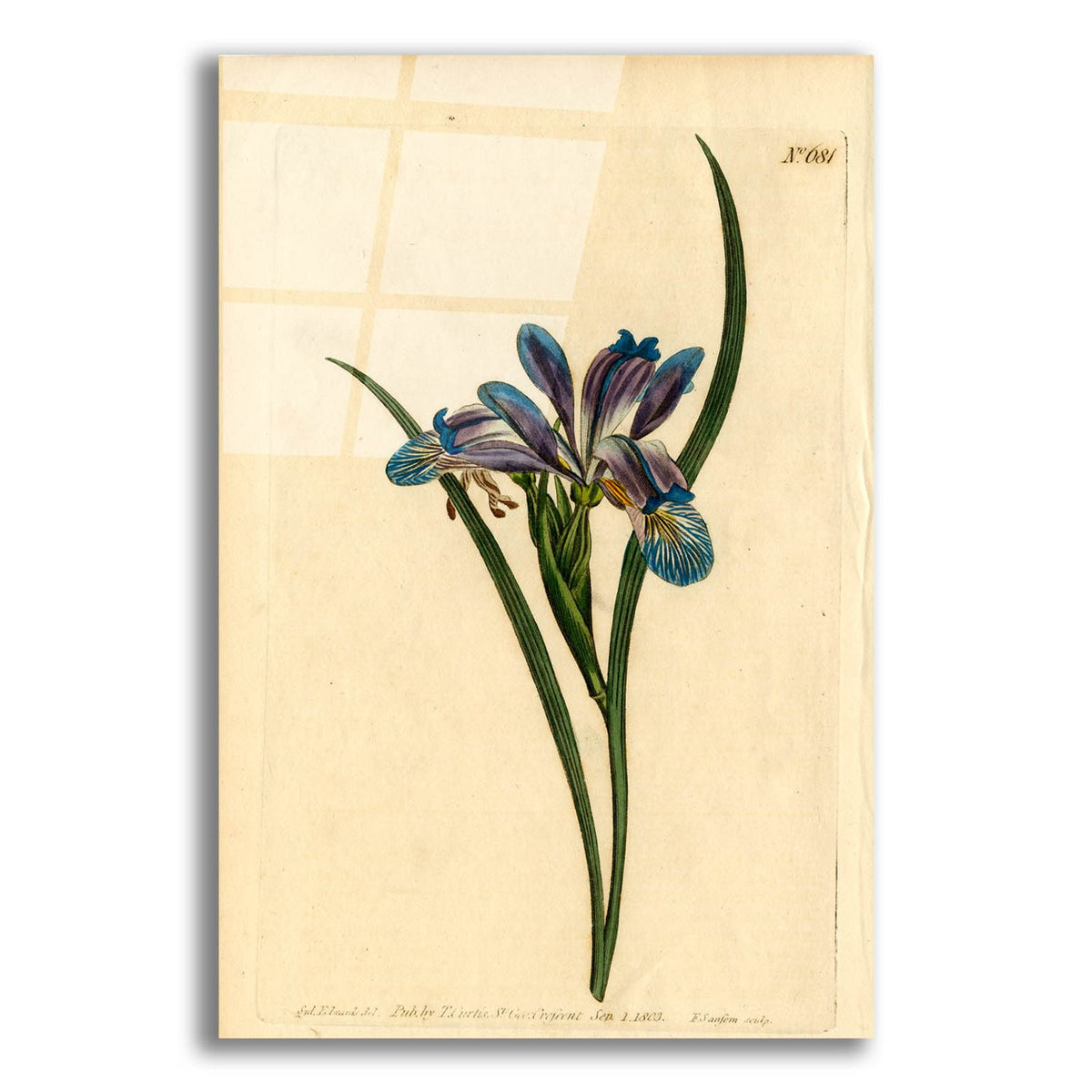 Iris Graminea by Art Licensing Studio acrylic glass wall art