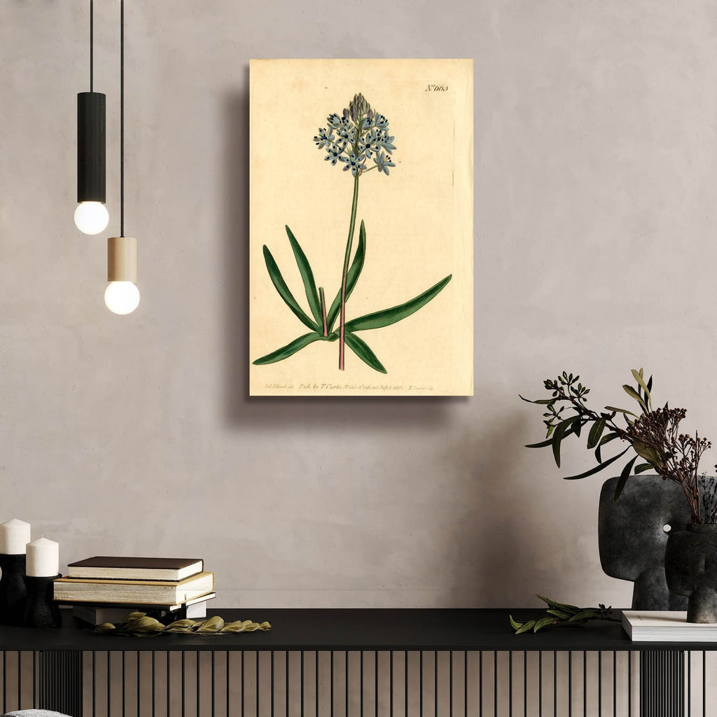 Italian Squill by Art Licensing Studio - 16x24 acrylic wall art in a room