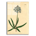 Italian Squill by Art Licensing Studio acrylic glass wall art
