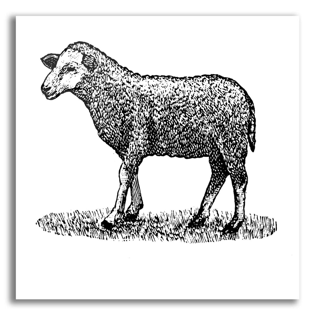 Little Ewe by Art Licensing Studio acrylic glass wall art