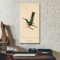 Oiseau-mouche A Oreilles D'azur by Art Licensing Studio - 12x24 acrylic wall art in a room