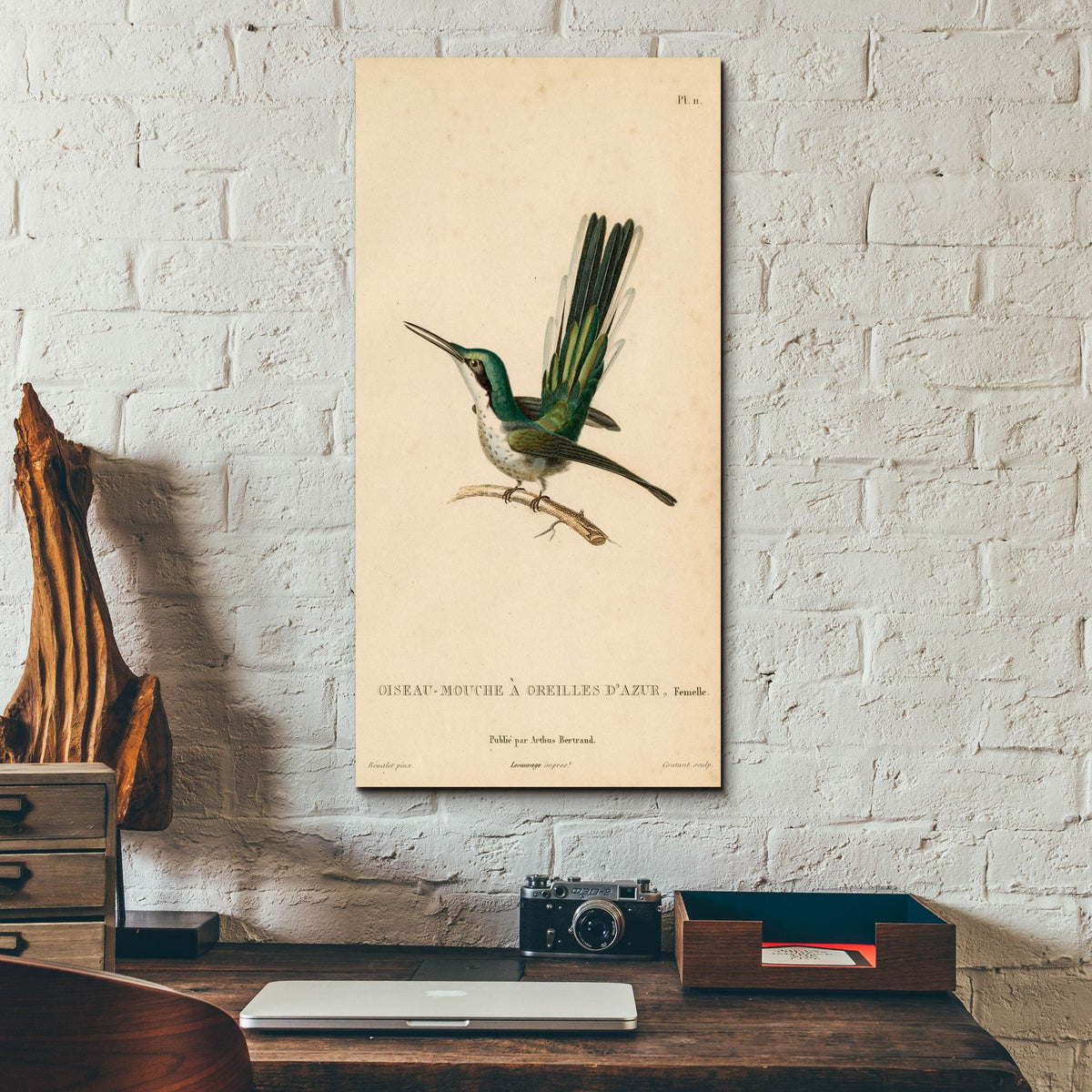 Oiseau-mouche A Oreilles D'azur by Art Licensing Studio - 12x24 acrylic wall art in a room