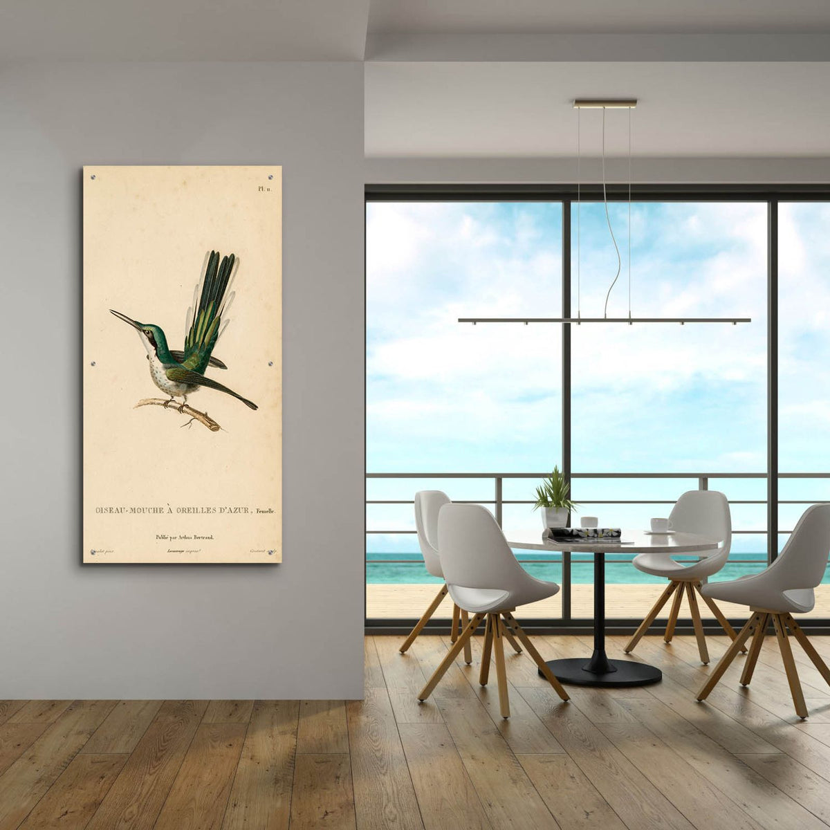Oiseau-mouche A Oreilles D'azur by Art Licensing Studio - 24x48 acrylic wall art in a room