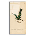 Oiseau-mouche A Oreilles D'azur by Art Licensing Studio acrylic glass wall art