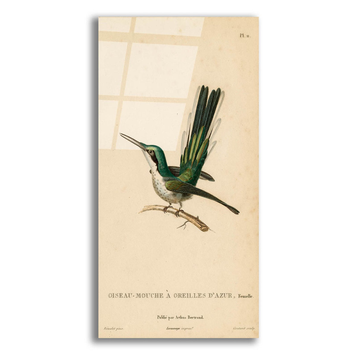 Oiseau-mouche A Oreilles D'azur by Art Licensing Studio acrylic glass wall art