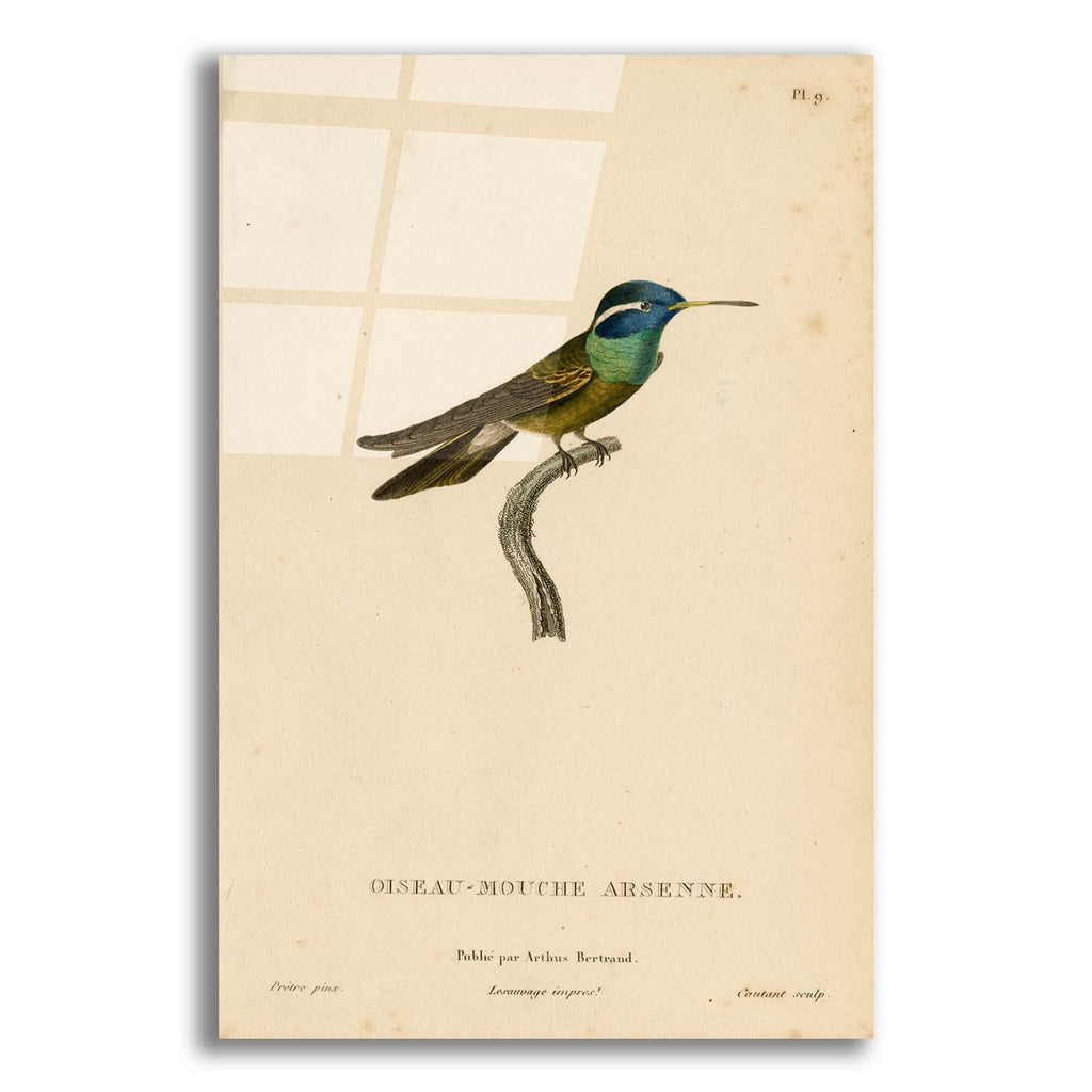 Oiseau-mouche Arsenne by Art Licensing Studio acrylic glass wall art