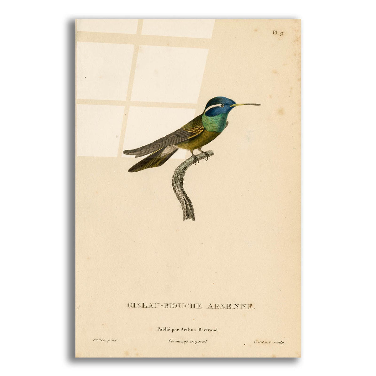 Oiseau-mouche Arsenne by Art Licensing Studio acrylic glass wall art