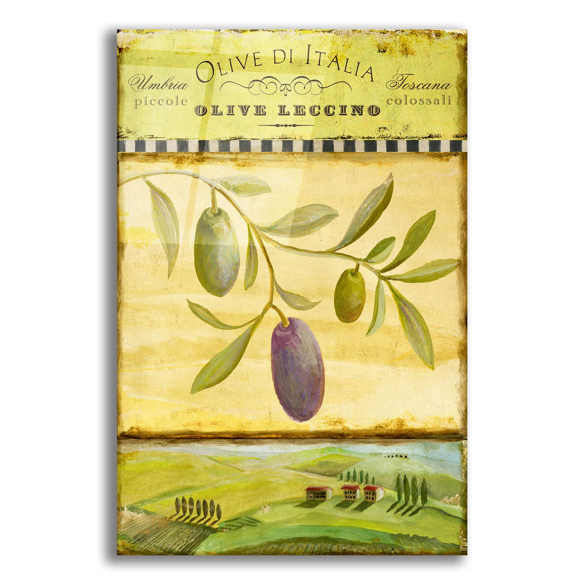 Olive Grove Tuscana by Art Licensing Studio acrylic glass wall art