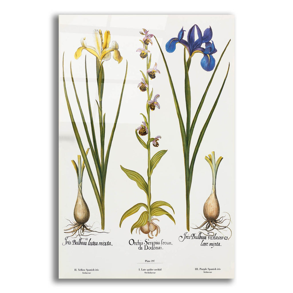Orchids by Art Licensing Studio acrylic glass wall art