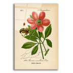 Paeonia Corallina by Art Licensing Studio acrylic glass wall art