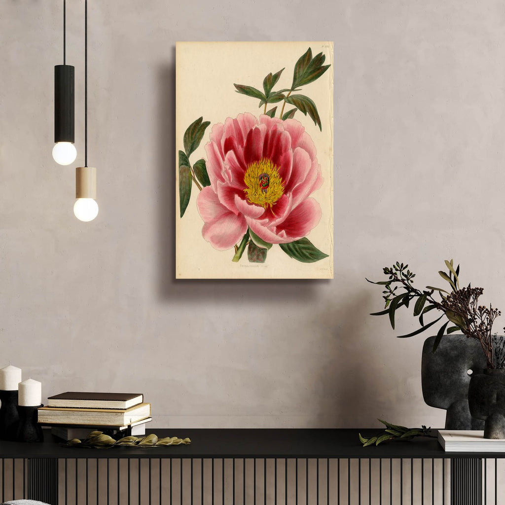 Paeonia Montan by Art Licensing Studio - 16x24 acrylic wall art in a room