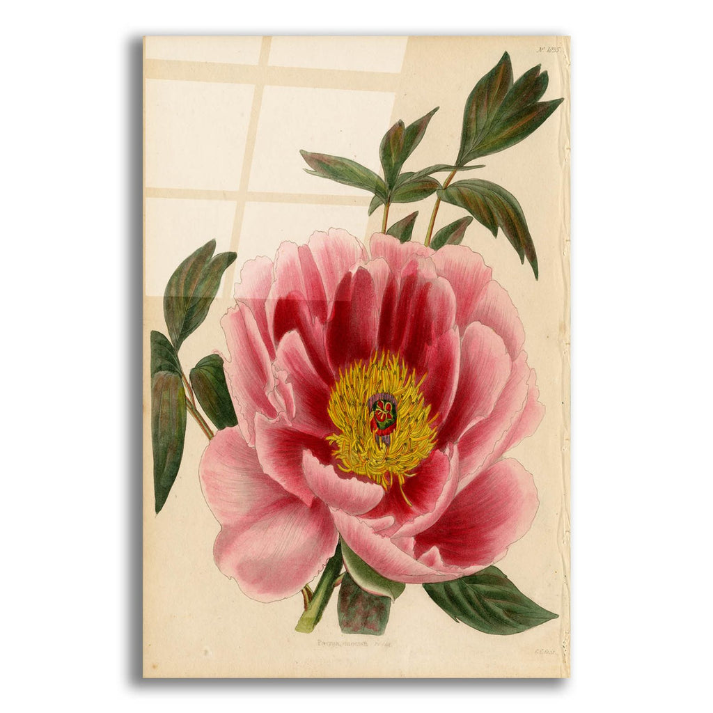 Paeonia Montan by Art Licensing Studio acrylic glass wall art