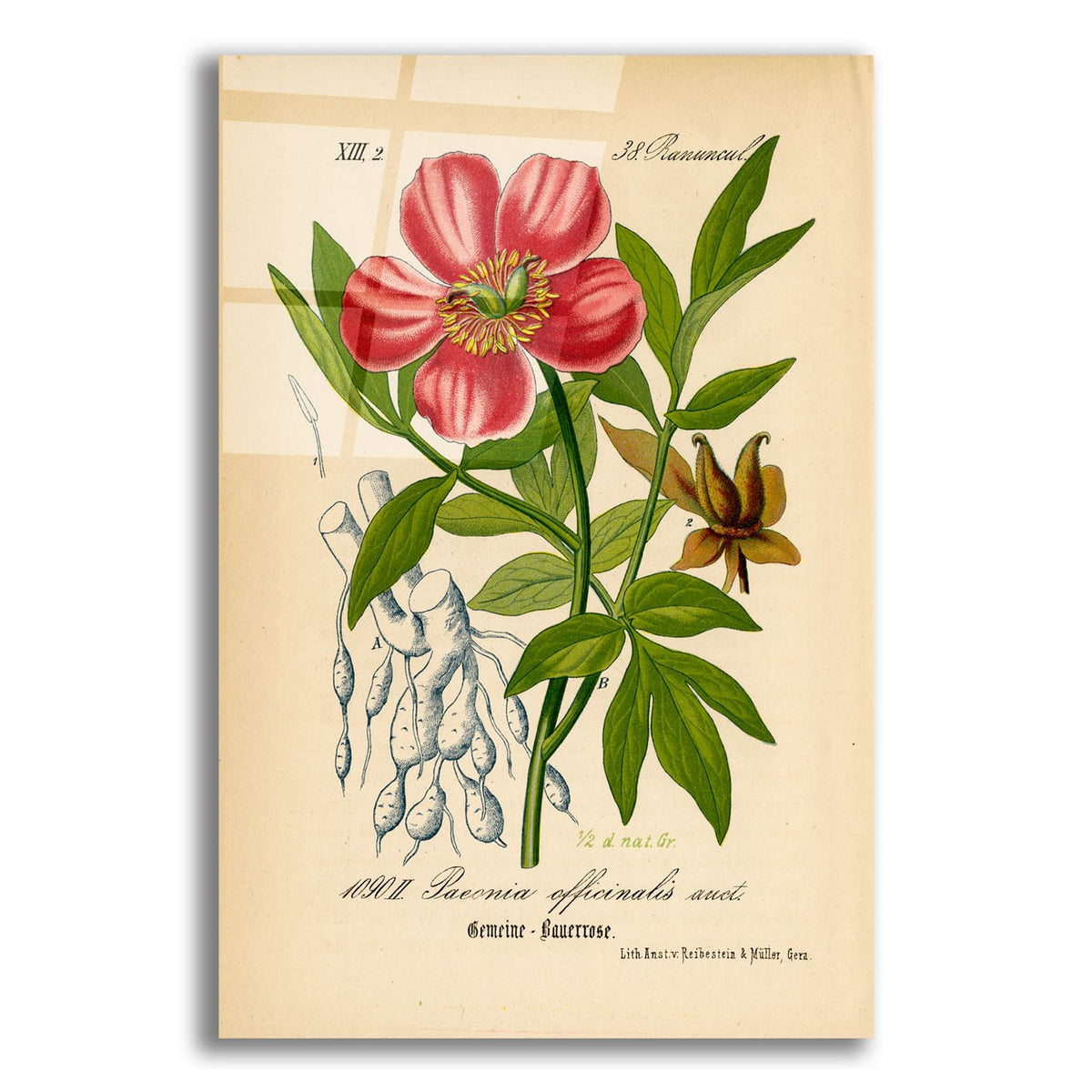 Paeonia Officinalis by Art Licensing Studio acrylic glass wall art