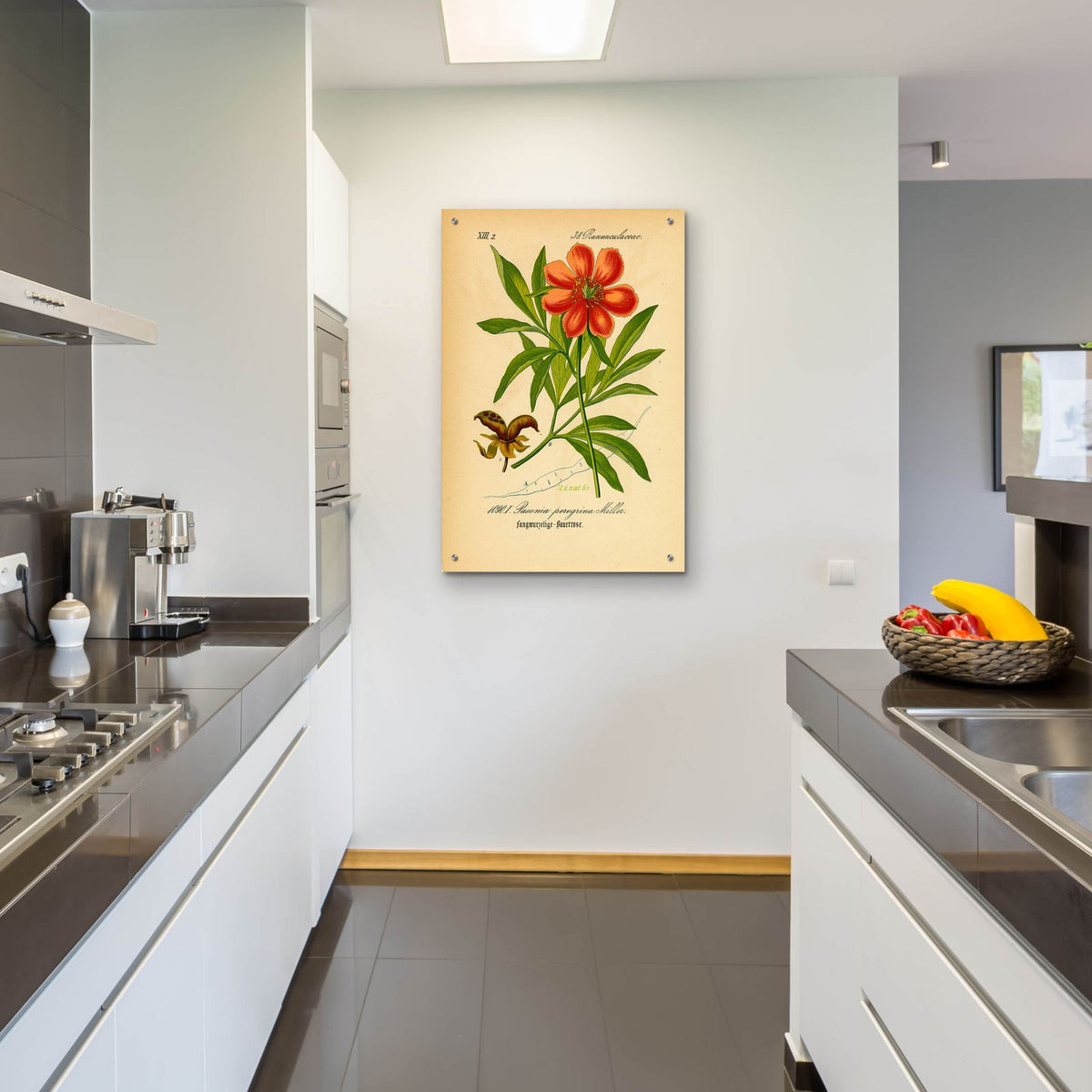 Paeonia Peregrina Miller by Art Licensing Studio - 24x36 acrylic wall art in a room