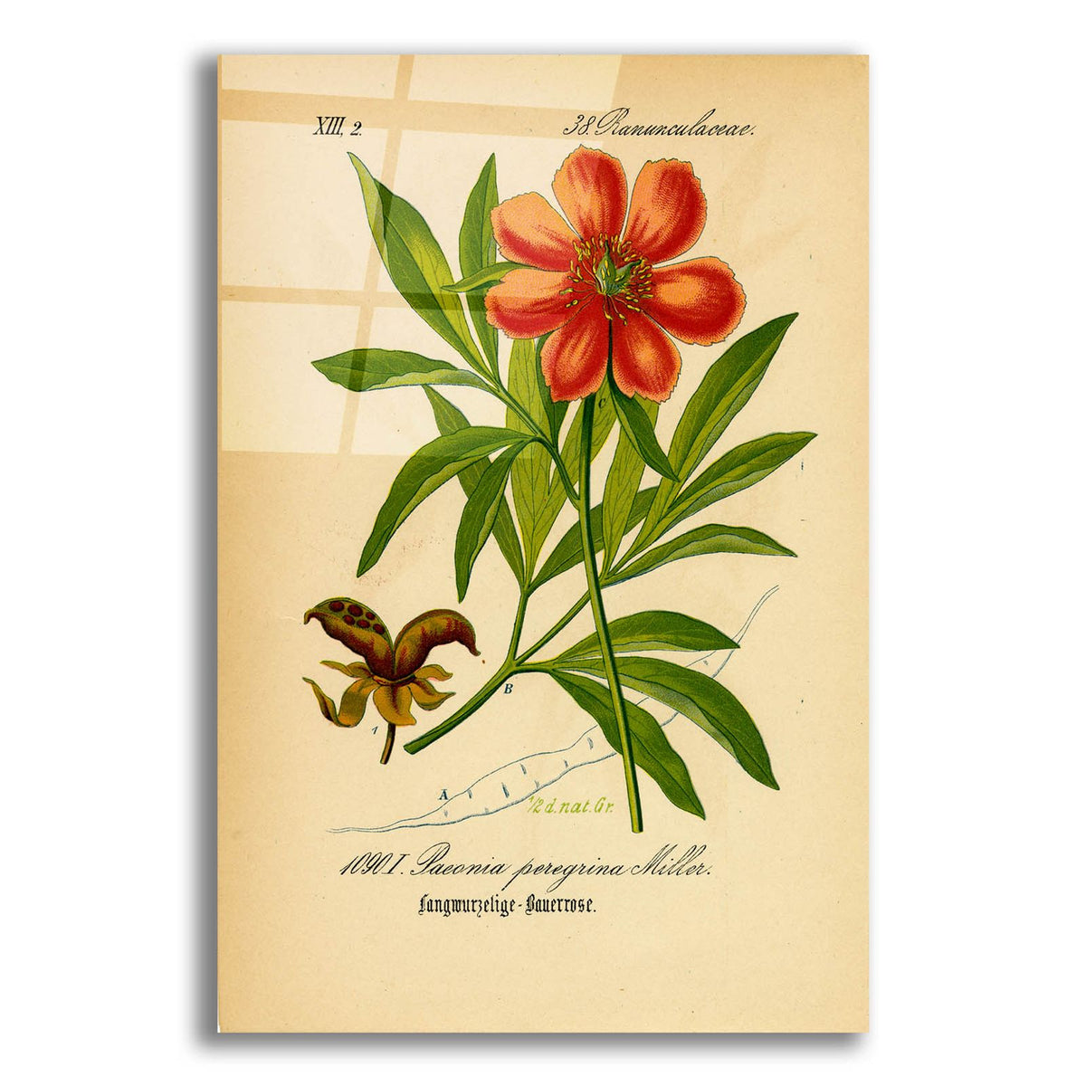 Paeonia Peregrina Miller by Art Licensing Studio acrylic glass wall art
