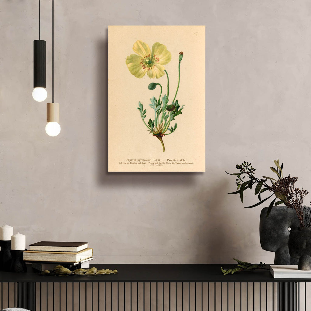 Papaver Pyrenaicum by Art Licensing Studio - 16x24 acrylic wall art in a room