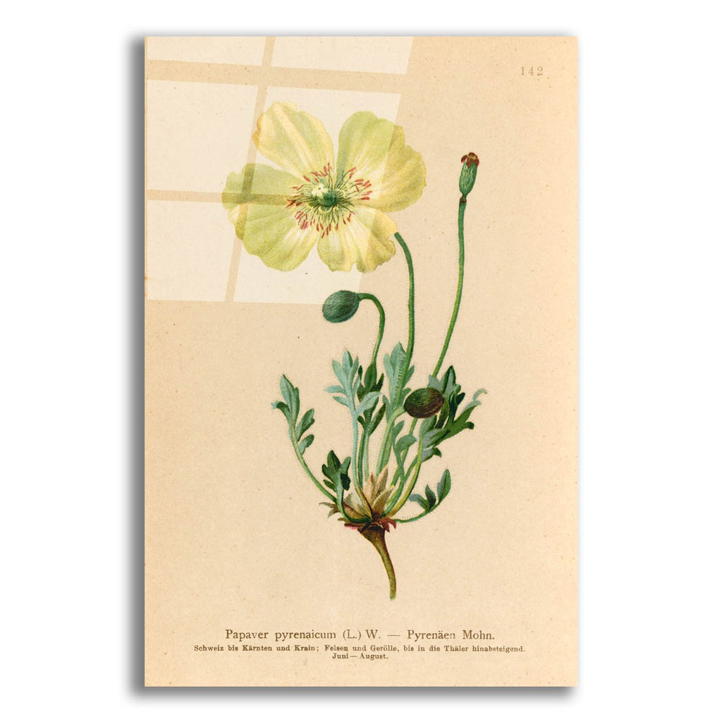 Papaver Pyrenaicum by Art Licensing Studio acrylic glass wall art