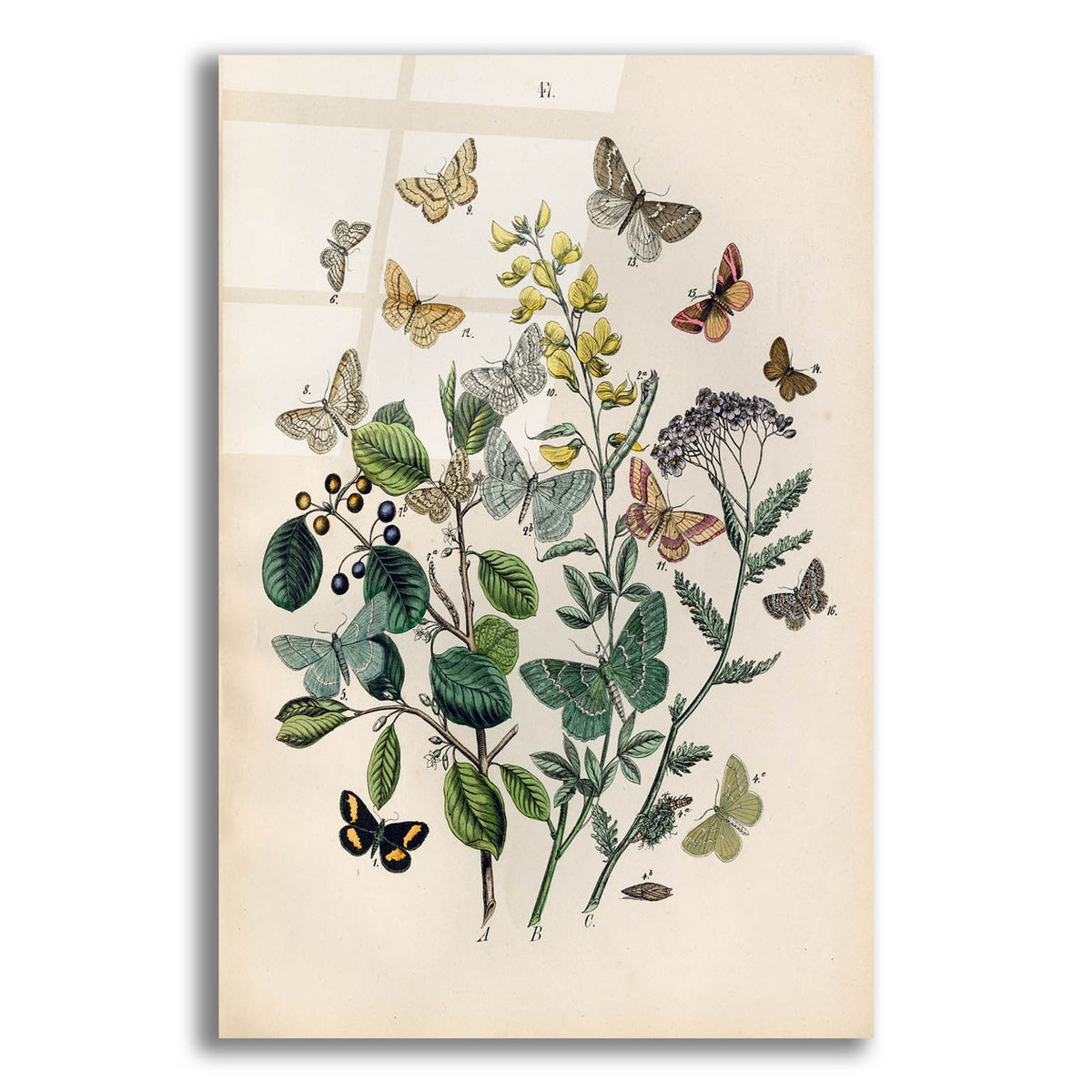 Papillion - Butterflies by Art Licensing Studio acrylic glass wall art