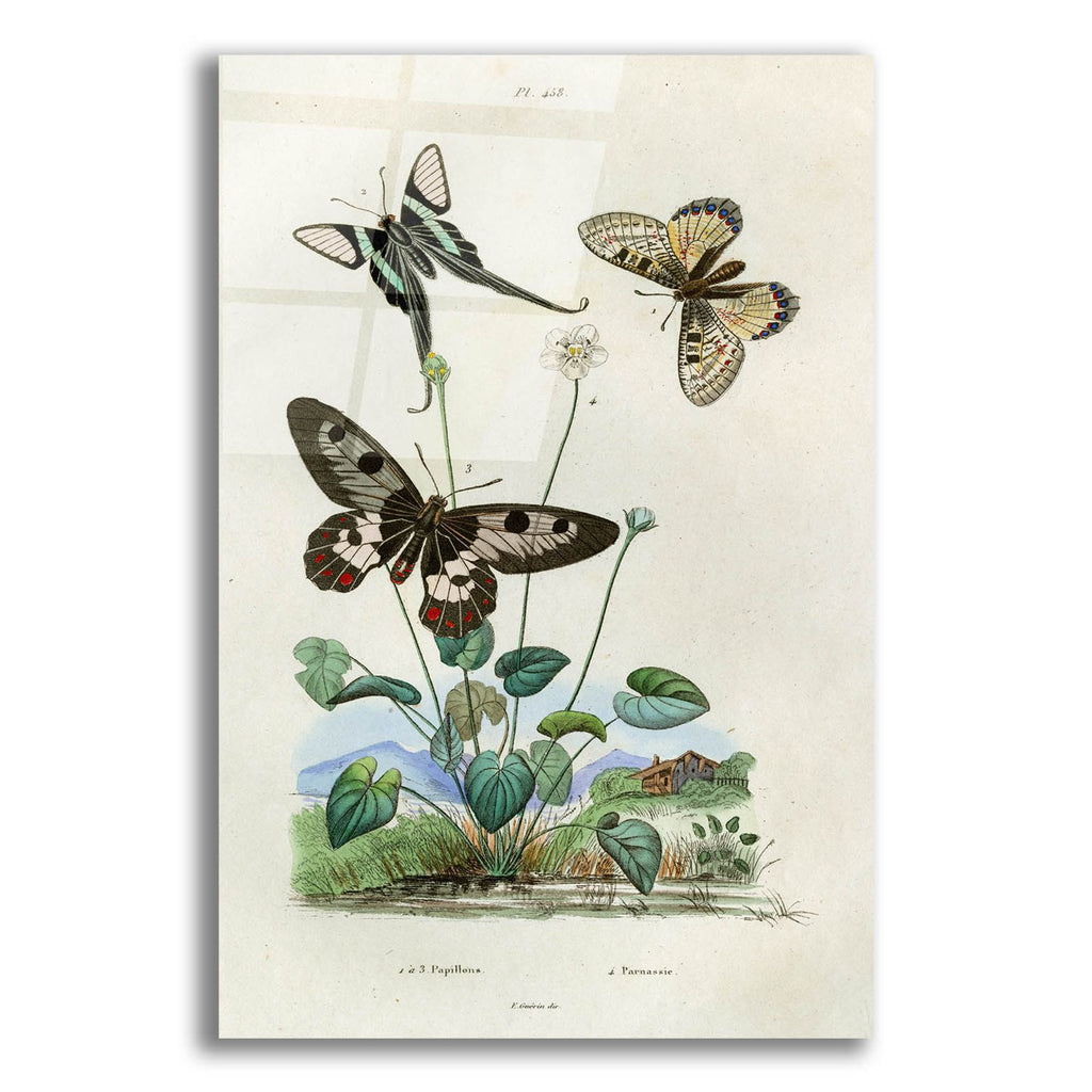 Papillons - Parnassie by Art Licensing Studio acrylic glass wall art