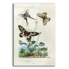 Papillons - Parnassie by Art Licensing Studio acrylic glass wall art