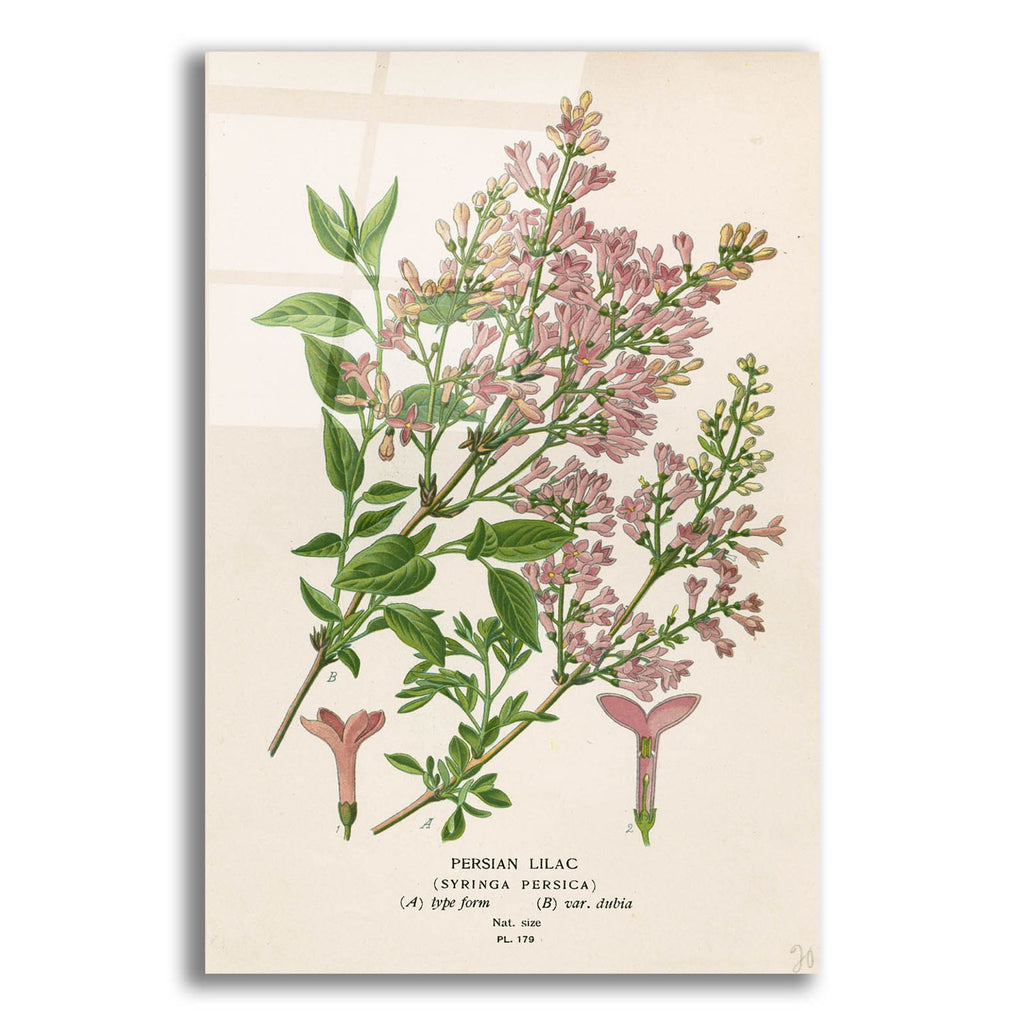 Persian Lilac by Art Licensing Studio acrylic glass wall art