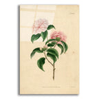 Pink Rose by Art Licensing Studio acrylic glass wall art