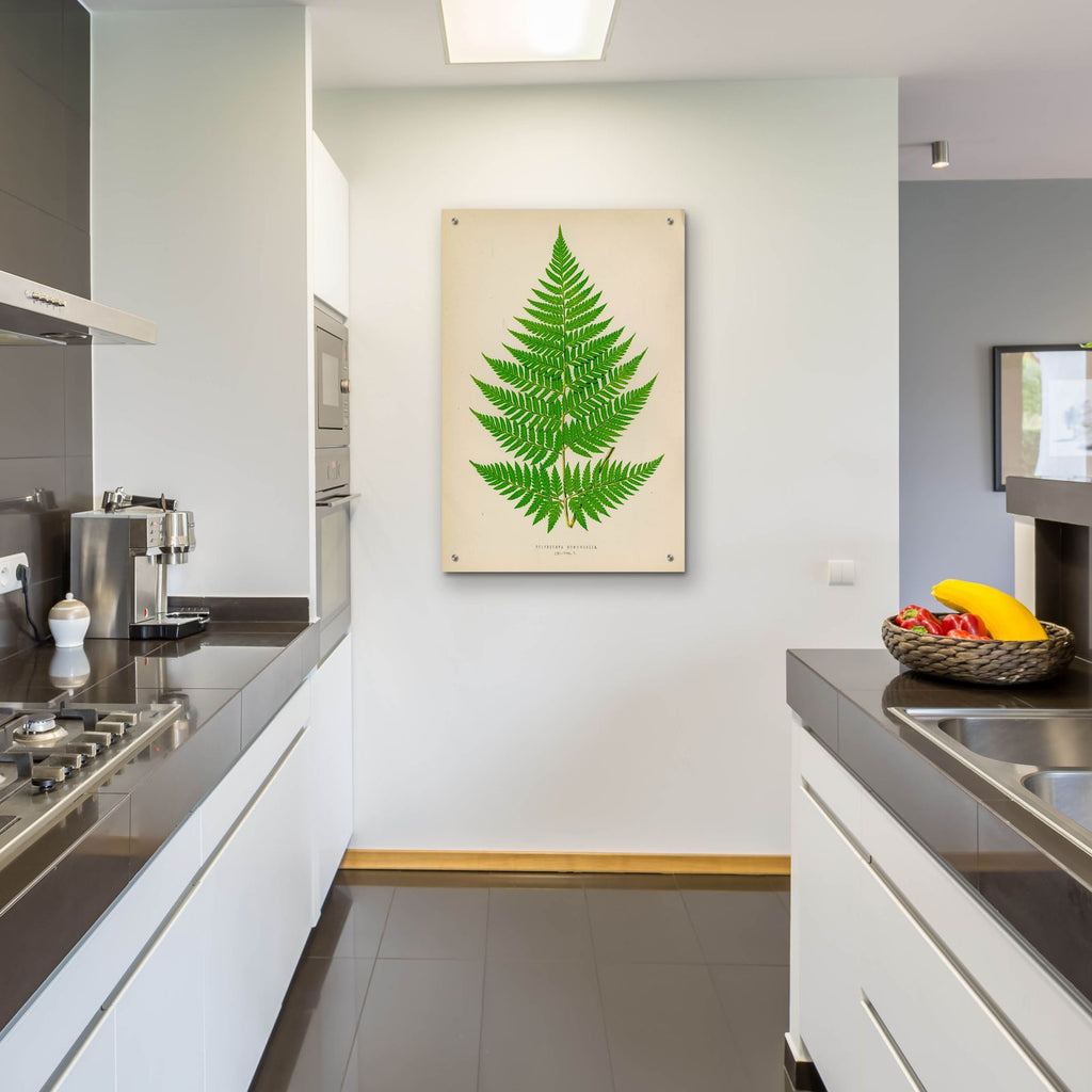 Polybotrya Osmundacea by Art Licensing Studio - 24x36 acrylic wall art in a room