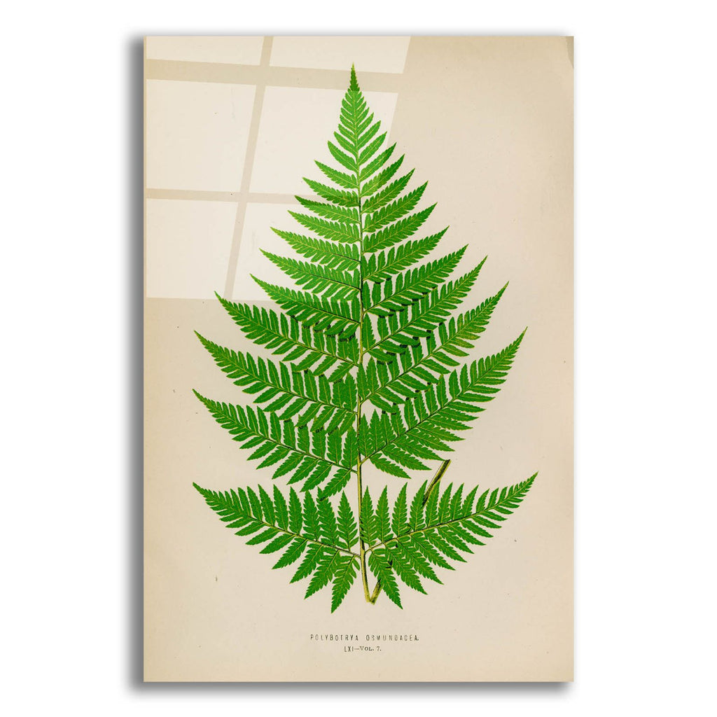 Polybotrya Osmundacea by Art Licensing Studio acrylic glass wall art