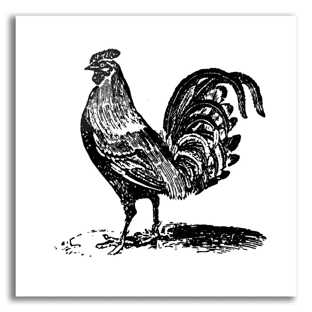 Rooster Ready by Art Licensing Studio acrylic glass wall art
