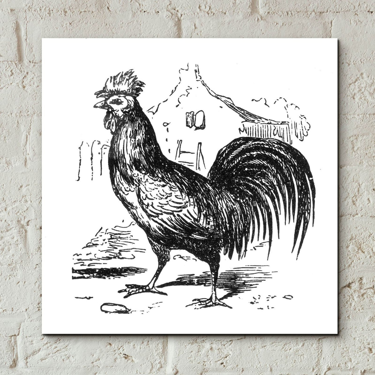 Roving Rooster by Art Licensing Studio - 12x12 acrylic wall art in a room