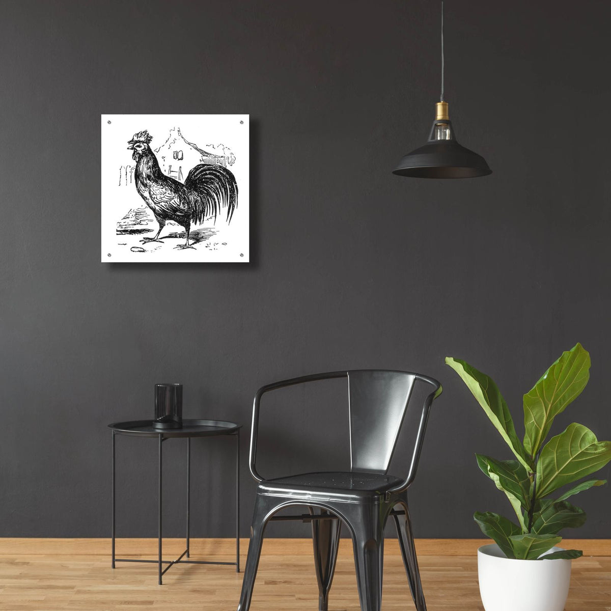 Roving Rooster by Art Licensing Studio - 24x24 acrylic wall art in a room