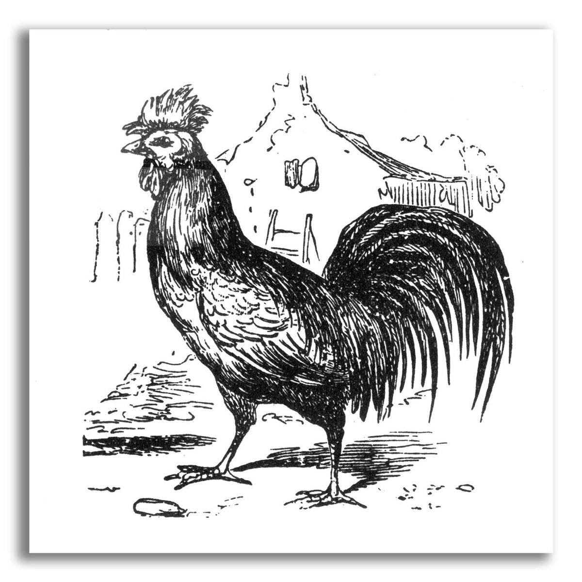 Roving Rooster by Art Licensing Studio acrylic glass wall art