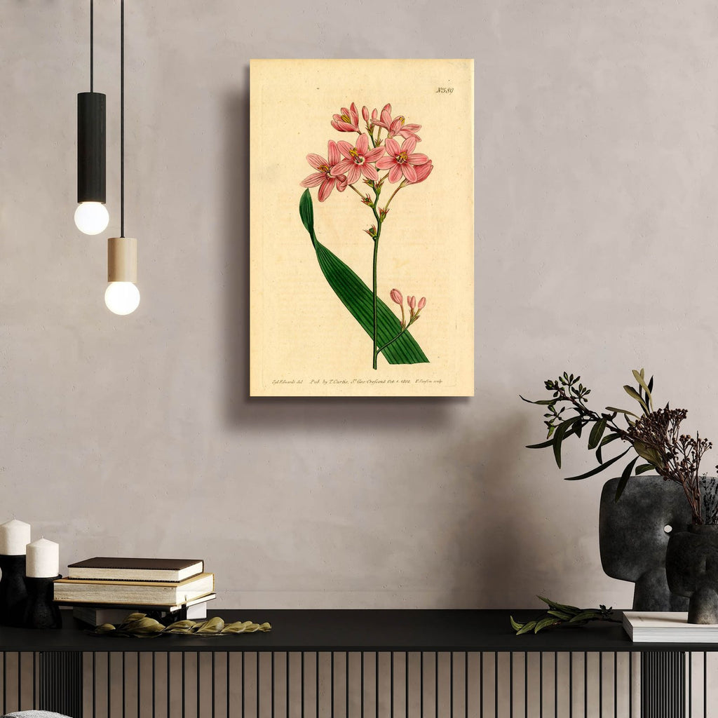 Salver-flowered Ixia by Art Licensing Studio - 16x24 acrylic wall art in a room