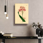 Salver-flowered Ixia by Art Licensing Studio - 16x24 acrylic wall art in a room