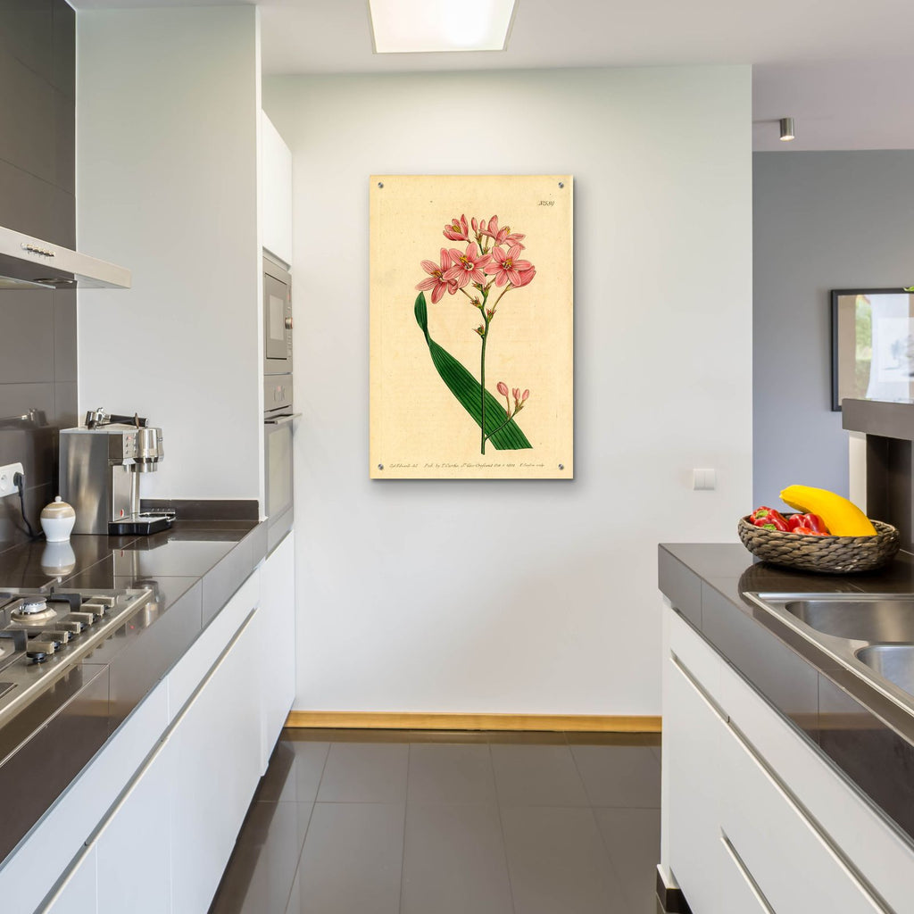 Salver-flowered Ixia by Art Licensing Studio - 24x36 acrylic wall art in a room