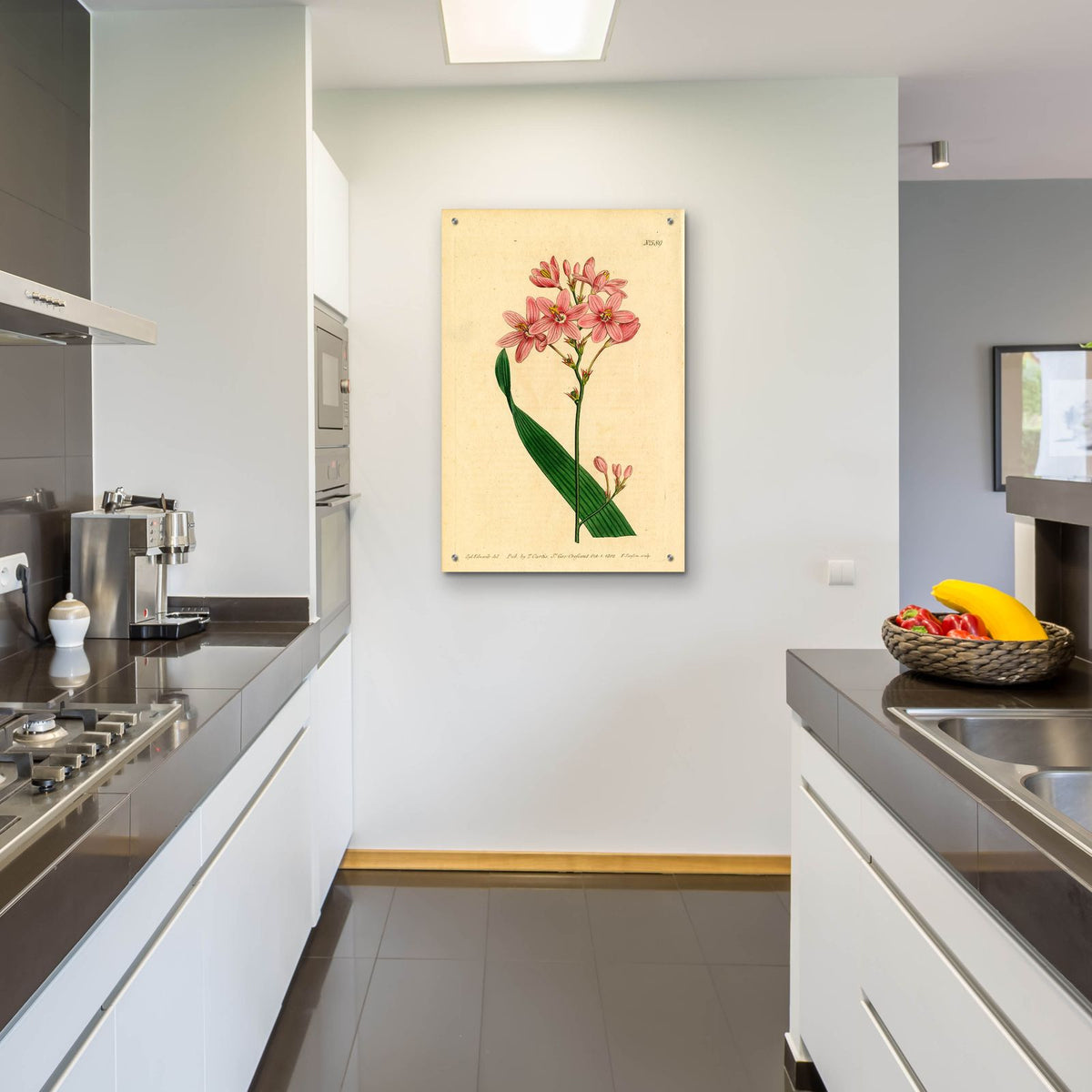 Salver-flowered Ixia by Art Licensing Studio - 24x36 acrylic wall art in a room