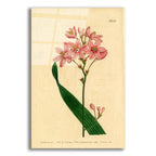 Salver-flowered Ixia by Art Licensing Studio acrylic glass wall art