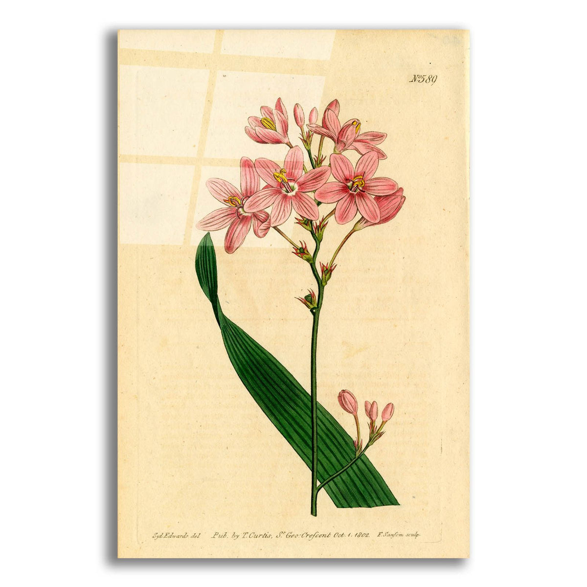 Salver-flowered Ixia by Art Licensing Studio acrylic glass wall art
