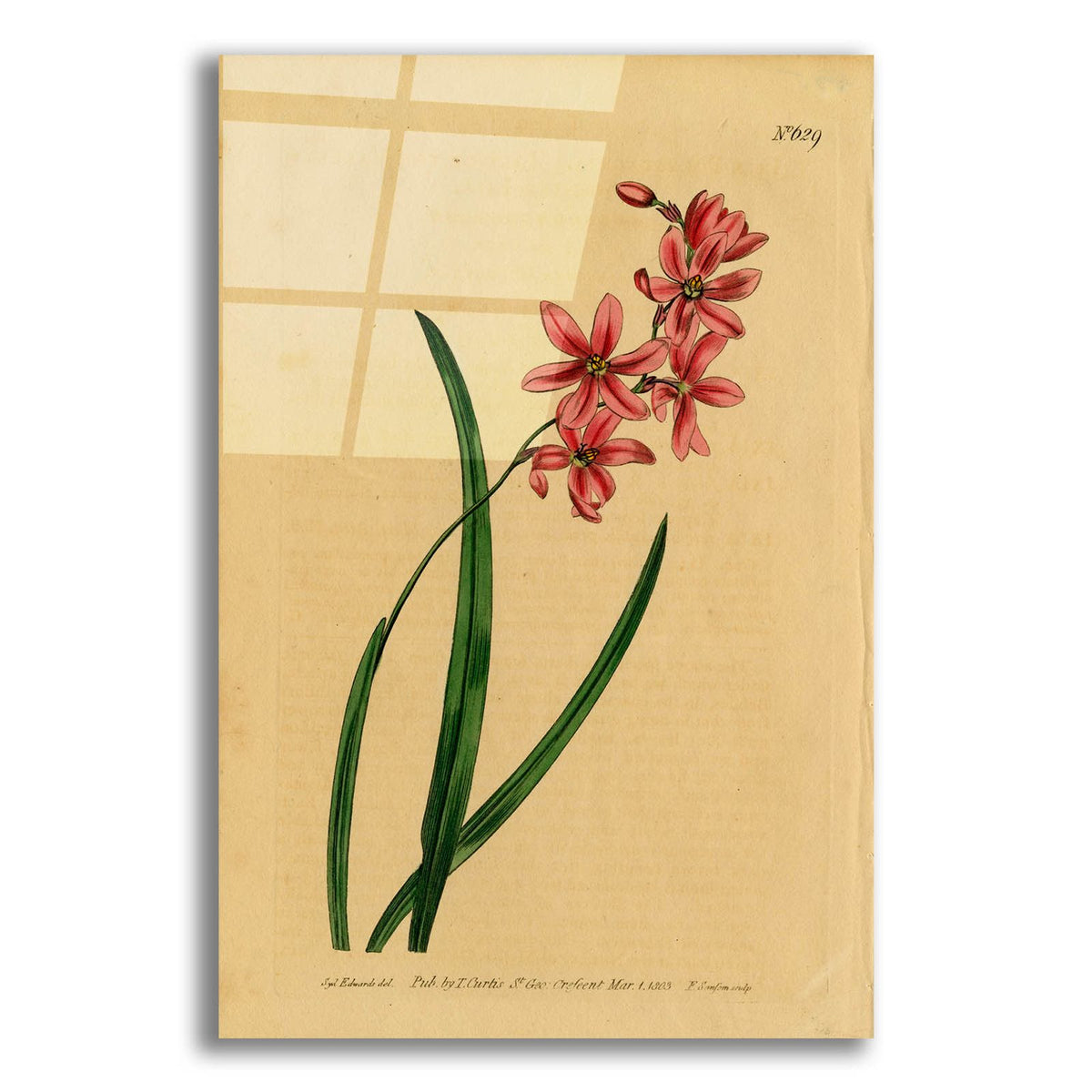 Scented Ixia by Art Licensing Studio acrylic glass wall art