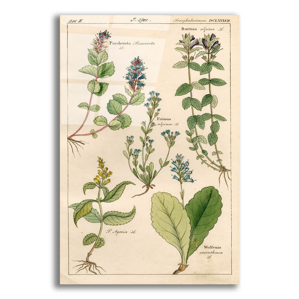 Scrophularineae by Art Licensing Studio acrylic glass wall art
