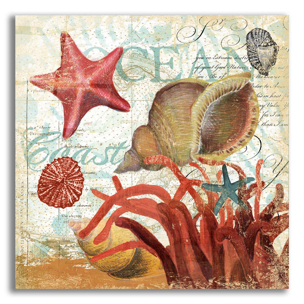 Shell Collector 1i by Art Licensing Studio acrylic glass wall art
