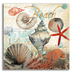 Shell Collector1 by Art Licensing Studio acrylic glass wall art