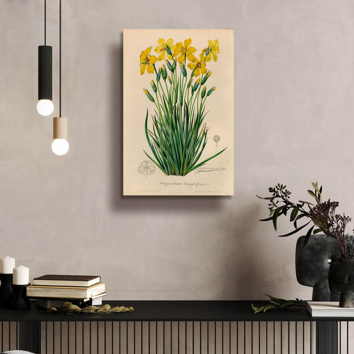 Sisyrinchium Longistylum by Art Licensing Studio - 16x24 acrylic wall art in a room