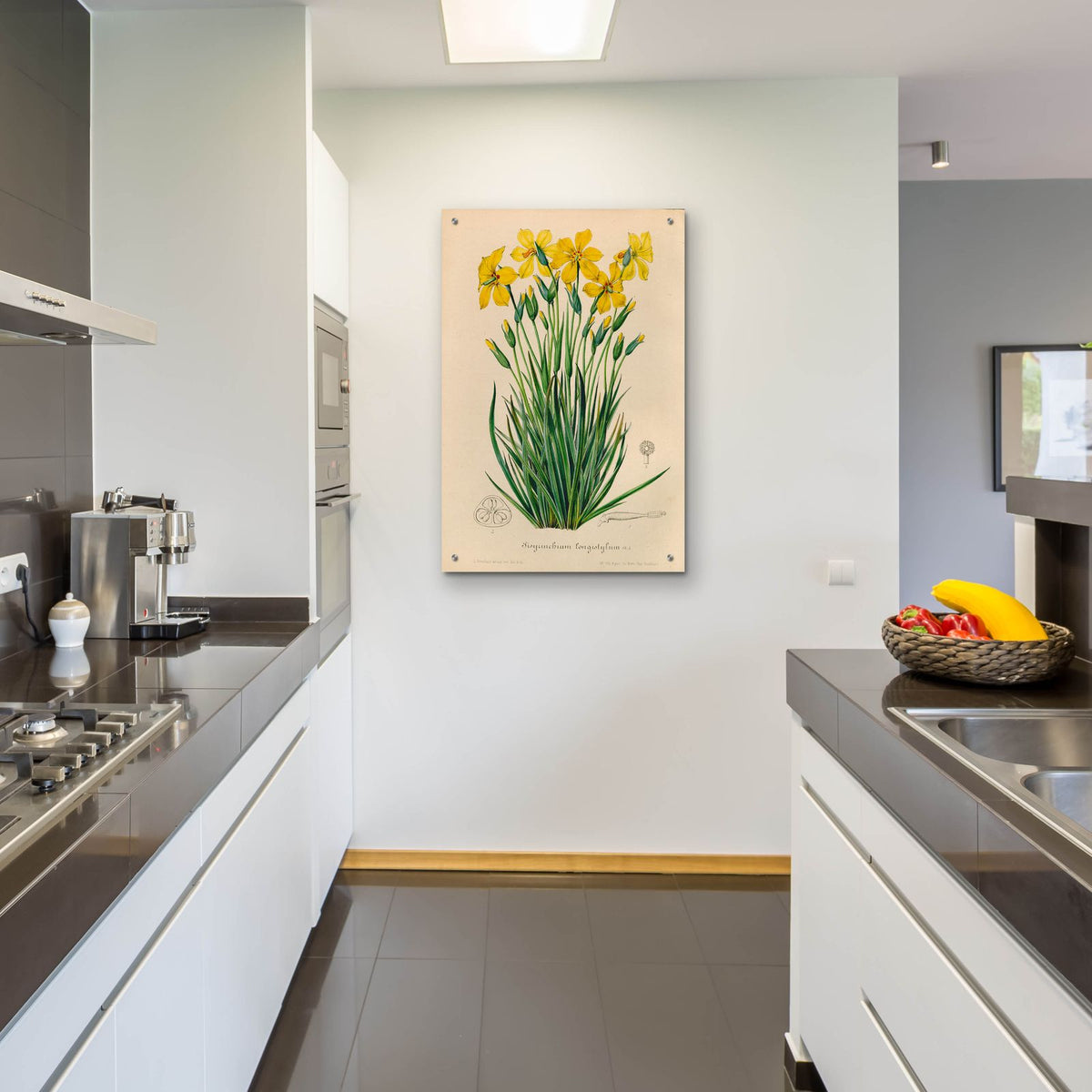 Sisyrinchium Longistylum by Art Licensing Studio - 24x36 acrylic wall art in a room