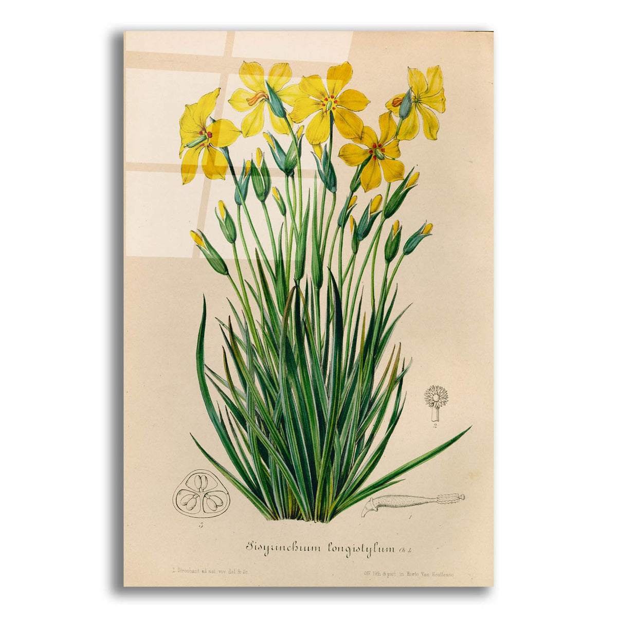Sisyrinchium Longistylum by Art Licensing Studio acrylic glass wall art