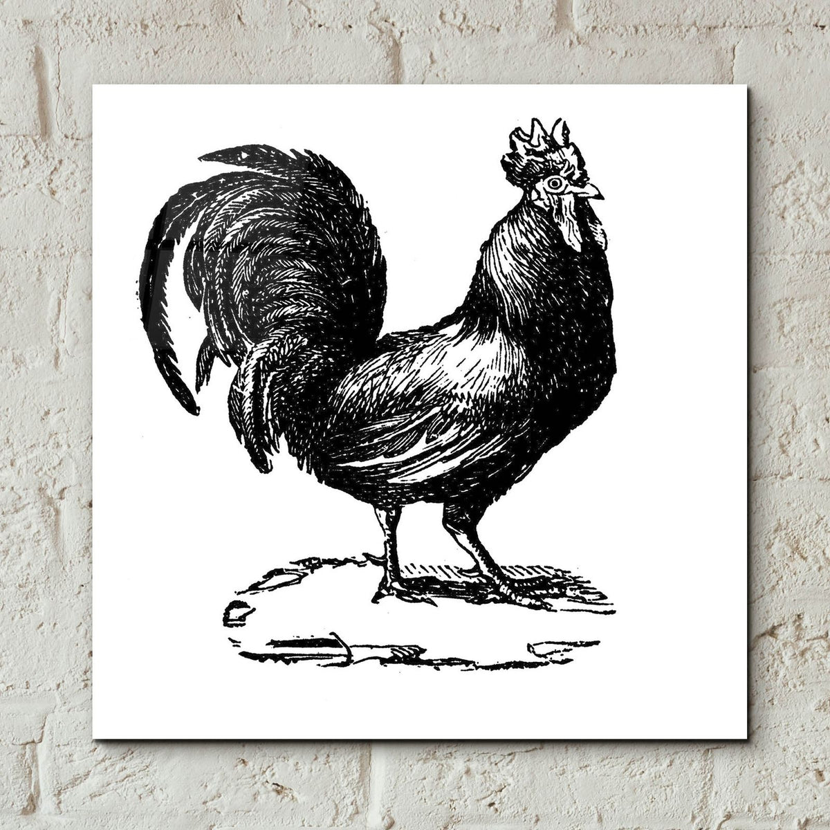 Standing Rooster by Art Licensing Studio - 12x12 acrylic wall art in a room