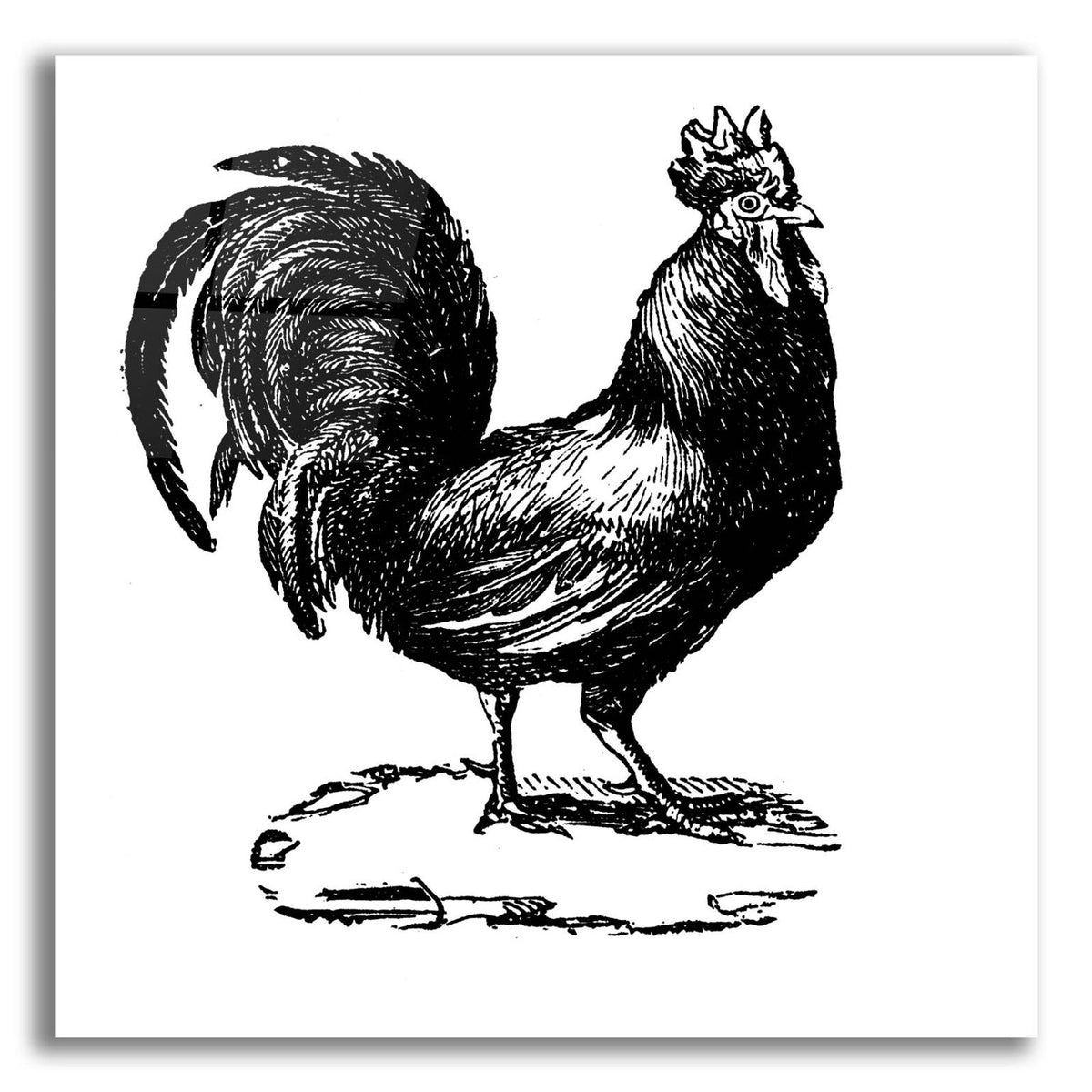 Standing Rooster by Art Licensing Studio acrylic glass wall art