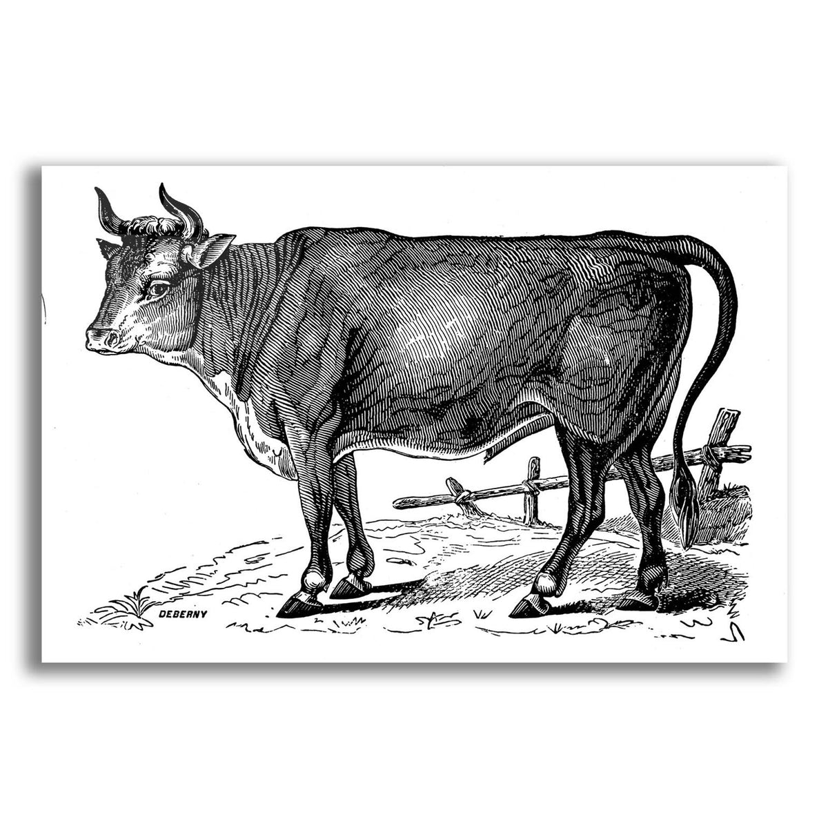 The Happy Cow by Art Licensing Studio acrylic glass wall art