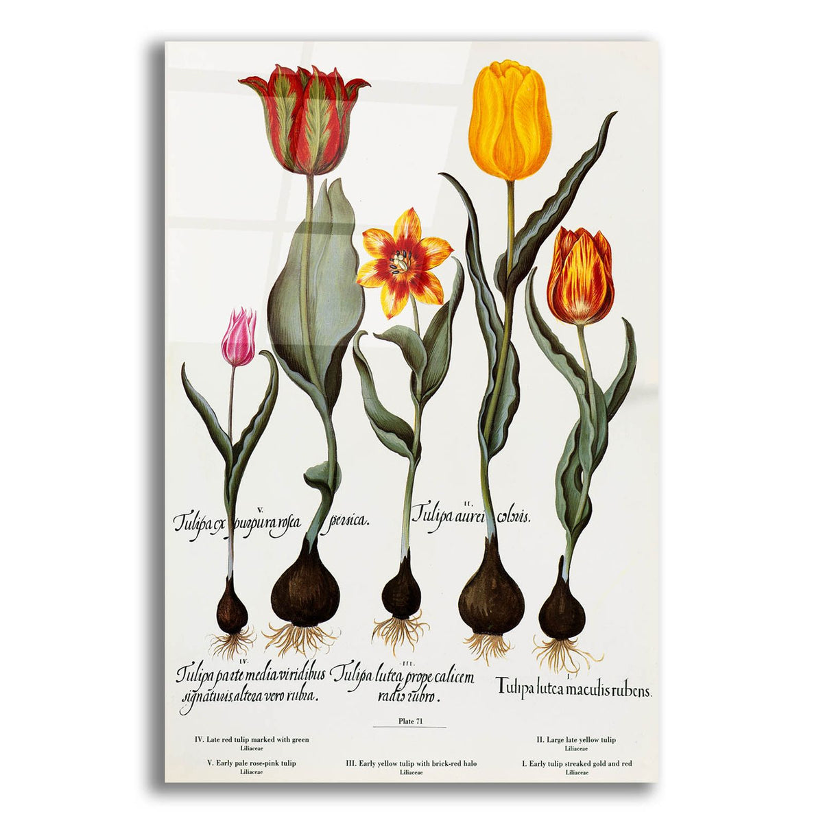 Tulips by Art Licensing Studio acrylic glass wall art