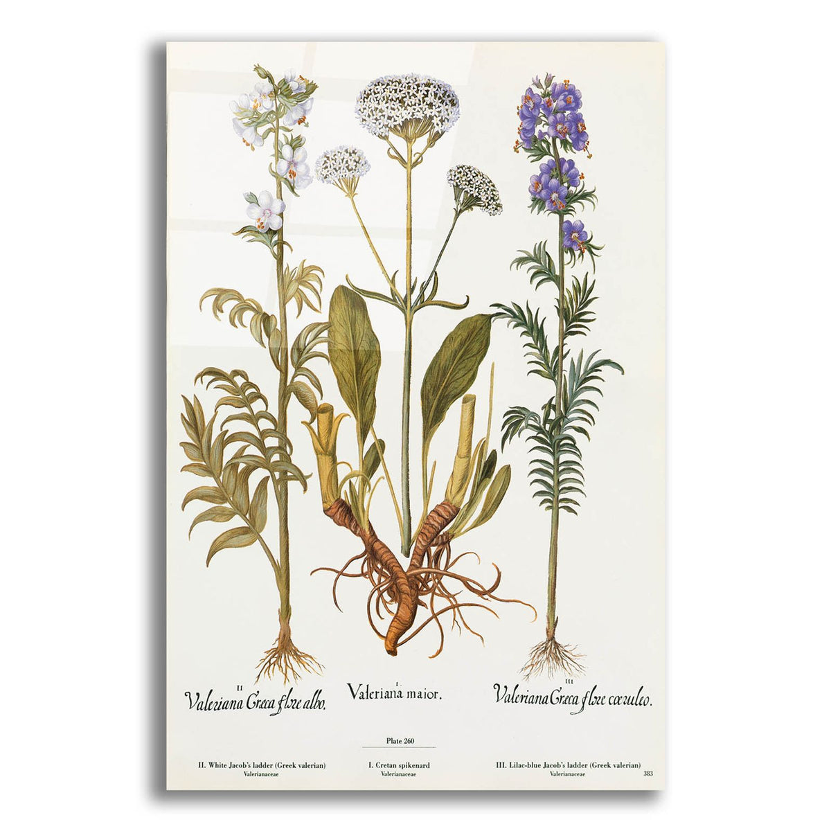 Valeriana by Art Licensing Studio acrylic glass wall art